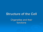 Structure of the Cell