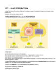 Cellular Respiration (Krebs Cycle)