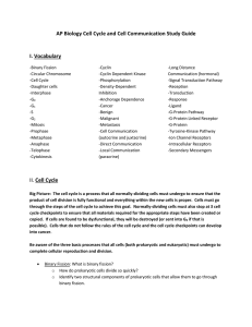 Cell Cycle