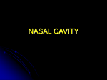 KUMC 31 Nasal Cavity Student