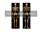 The Appendicular Skeleton