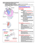 Anterior axioappendicular muscles of the shoulder