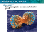 5.3 Regulation of the Cell Cycle