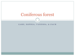 Coniferous forest