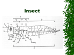 Insect