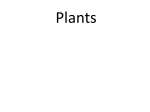 Plants