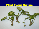 Lecture 2: Applications of Tissue Culture to Plant