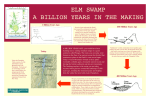 1 Billion Years Ago 450 Million Years Ago 400 Million Years Ago