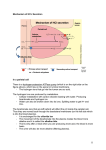 11 Mechanism of HCL Secretion In a parietal cell There is a