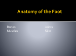 Anatomy of the Foot