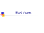 Blood Vessels