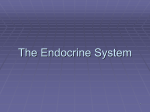 The Endocrine System