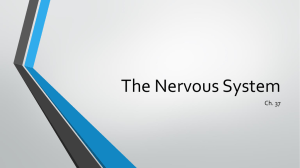 The Nervous System