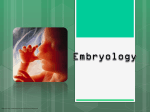 Embryo PPT