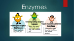 Enzymes