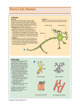 Nerve Cells (Human)