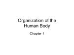 Organization of the Human Body