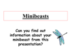 Minibeasts