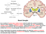 21. Basal ganglion