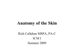 Anatomy of the Skin