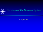 Divisions of the Nervous System