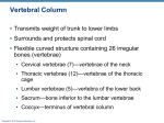 Transverse process - Anatomy and Physiology