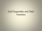 Cell Organelles and Their Functions