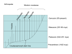 Arthropoda 6