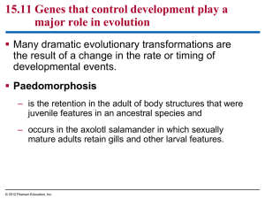 15.11 Genes that control development play a major role in evolution