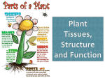 Structure and Function