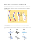 8.2: More Evidence for Evolution: Anatomy, Embryology, and DNA