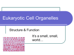 Cell Organelles