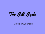 The Cell Cycle