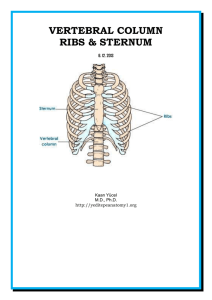 Vertebral Column, Ribs, Sternum