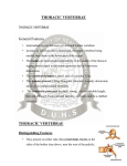 THORACIC VERTEBRAE