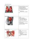 Gluteal Region Muscles Gluteus Maximus O: ilium, dorsal sacrum