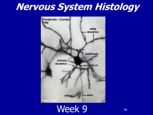 What is a neuron?