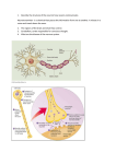 The nervous system