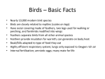 Birds * Basic Facts