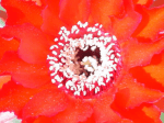 like structures found on the body of the cactus The spines, flowers