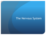 The Nervous System