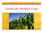 Genetically Modified Crops