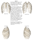 Anterior View Posterior View Lateral View R. Lateral View RIBCAGE