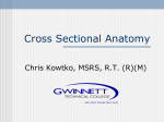 Cross Sectional Anatomy