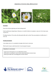 Adaptations of Common Daisy (Bellis perrenis)