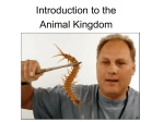 Introduction to the Animal Kingdom