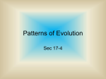 Patterns of Evolution