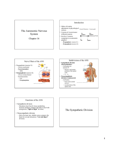 The Autonomic Nervous System The Sympathetic Division