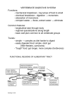 VERTEBRATE DIGESTIVE SYSTEM Functions: