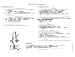 Skeletal Worksheet Answers